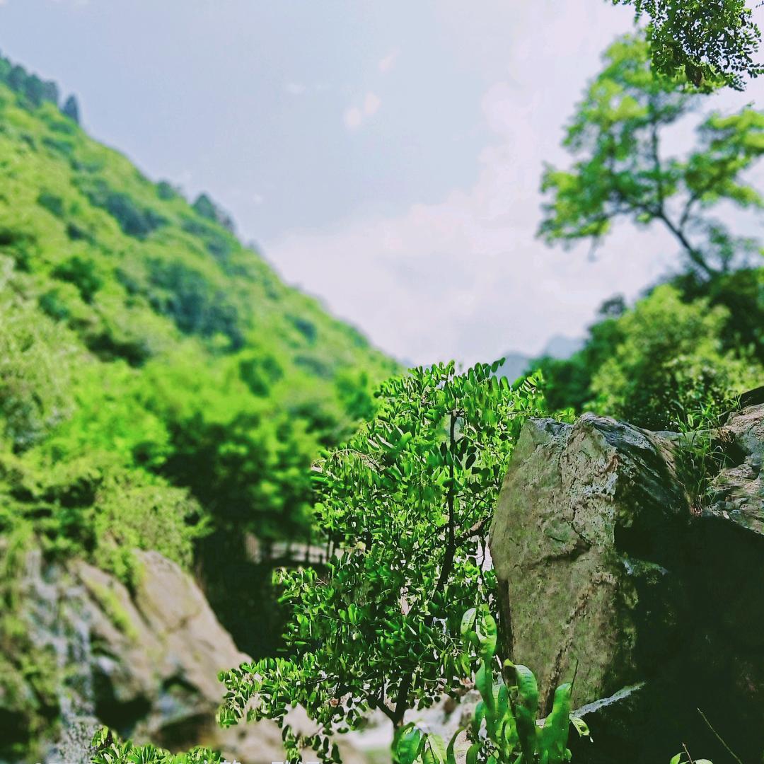 抖