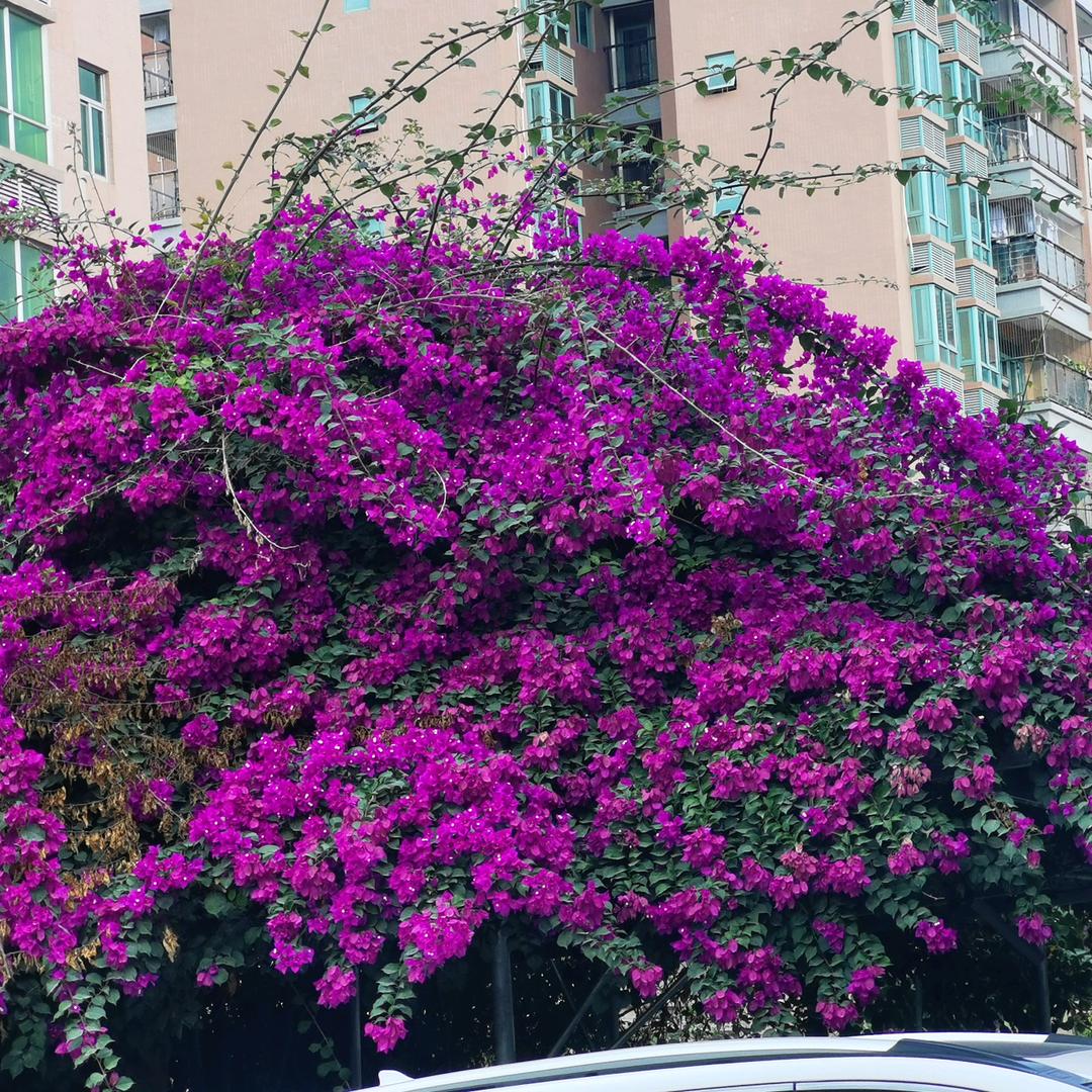 张永明