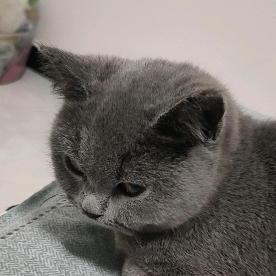 敷衍