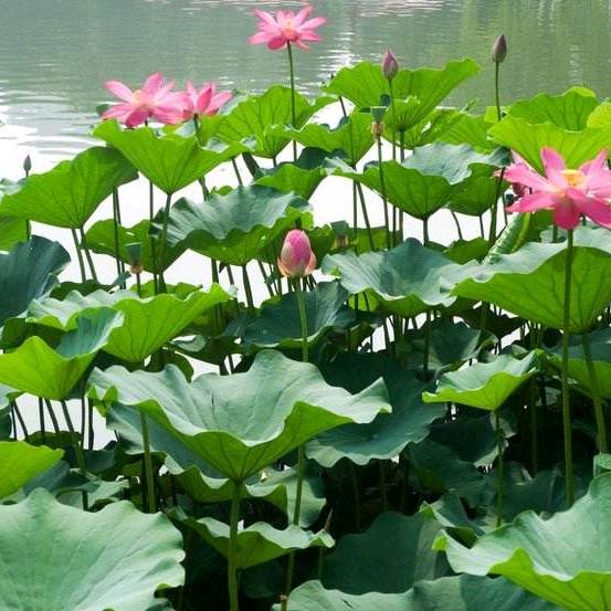 雾里看花781666