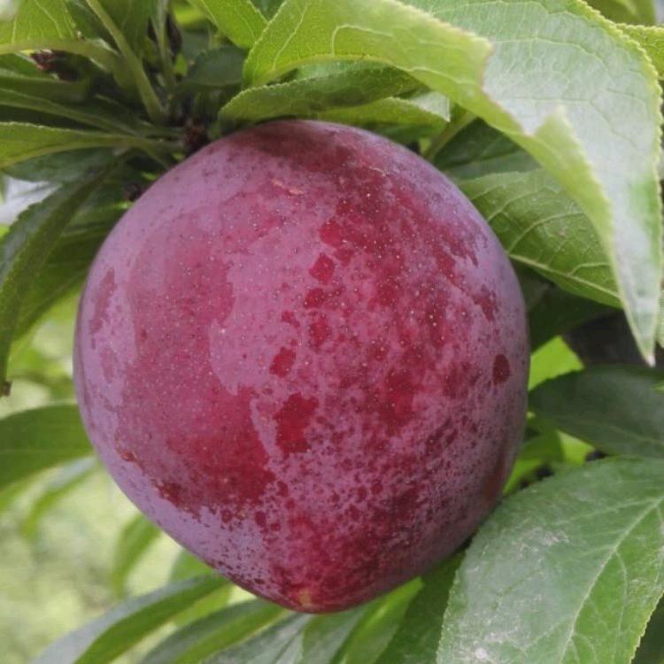 崆峒区马家李园种植园