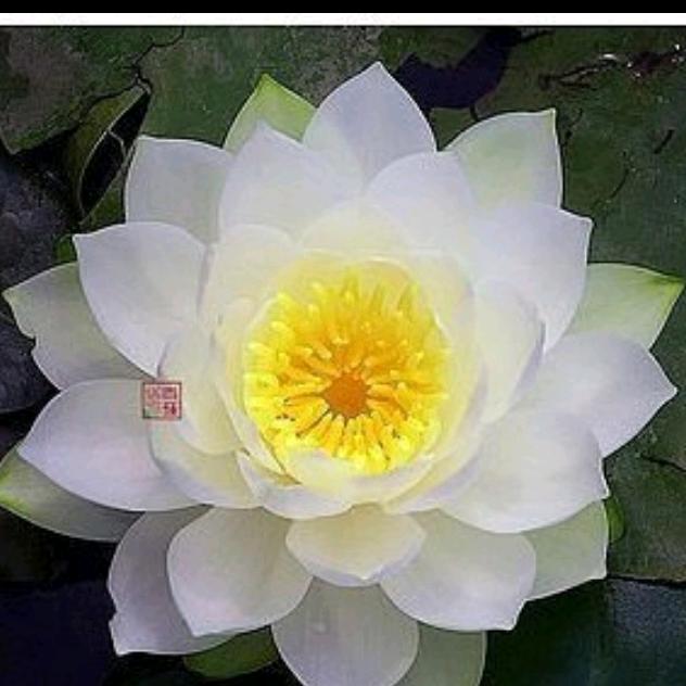 雪莲花