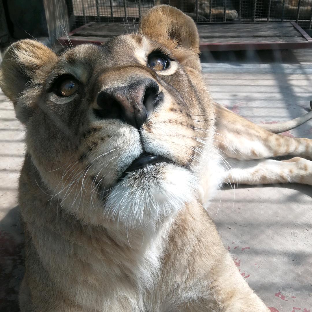 元宝和如意的爸爸