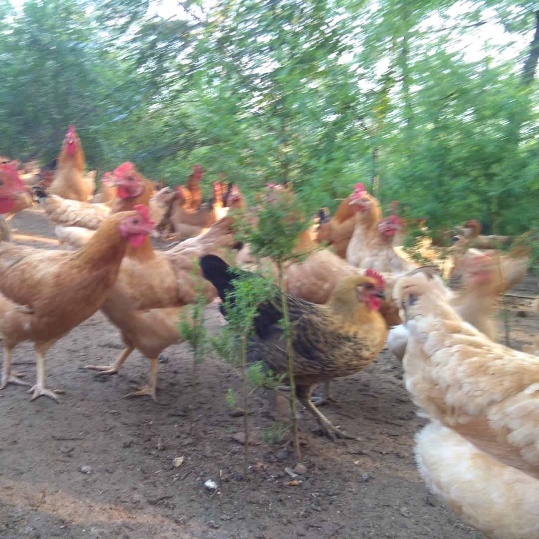 富林生态养殖园