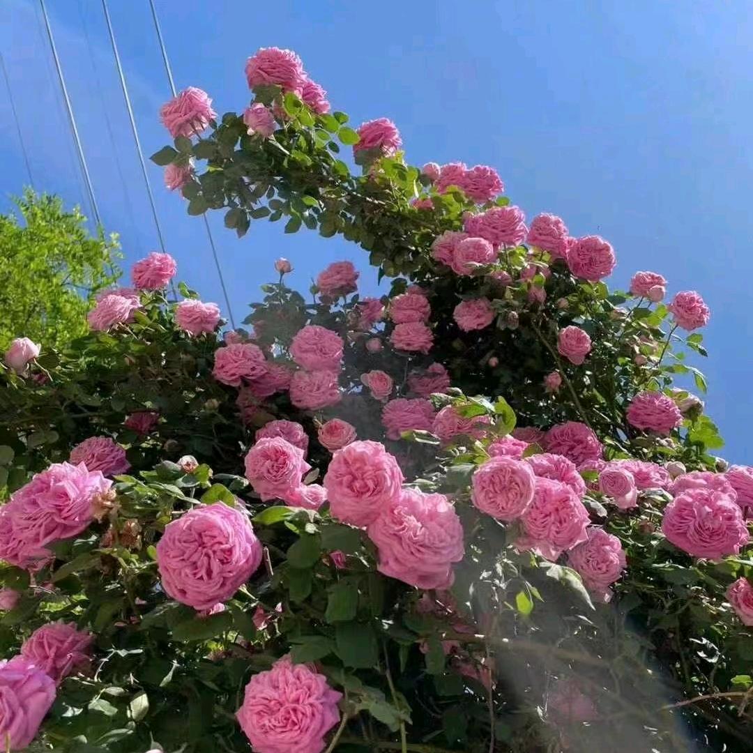 隽玲