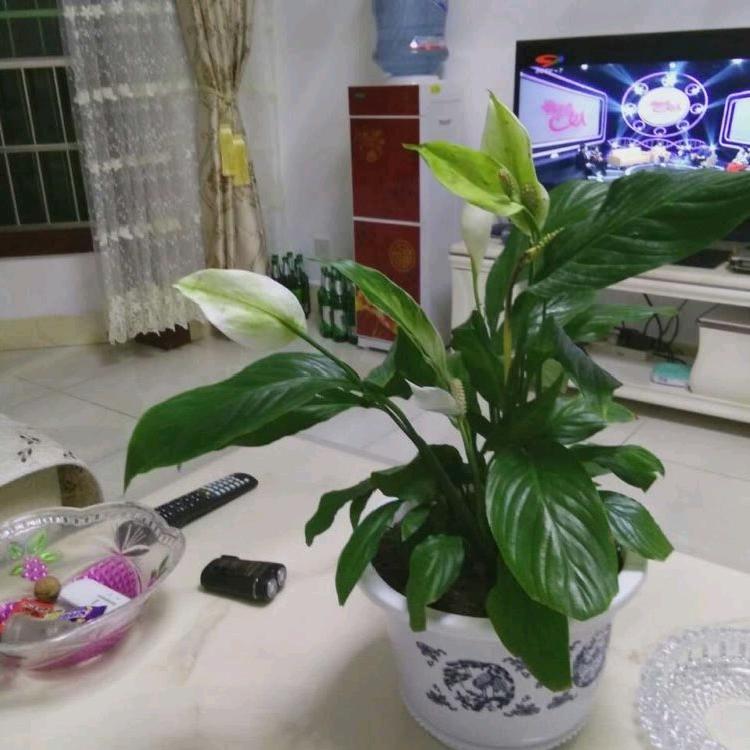 朱姐