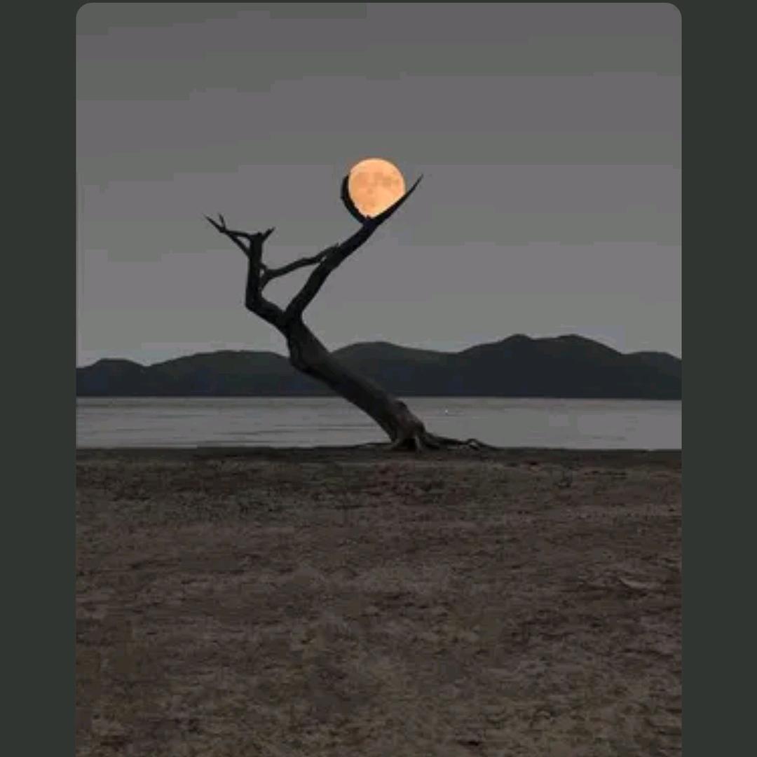 罗子碳