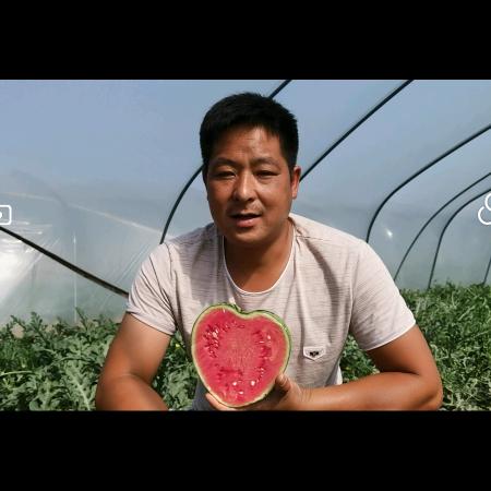 张磊种西瓜