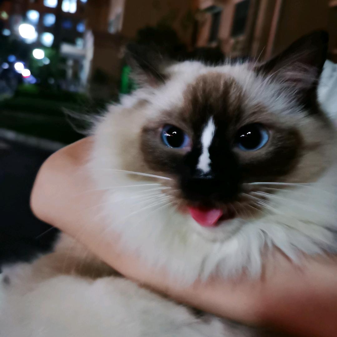 年糕不是猫
