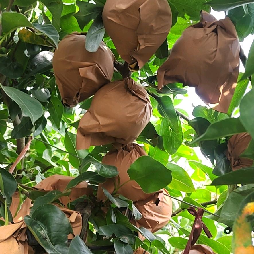 庆军果蔬合作社链锁店