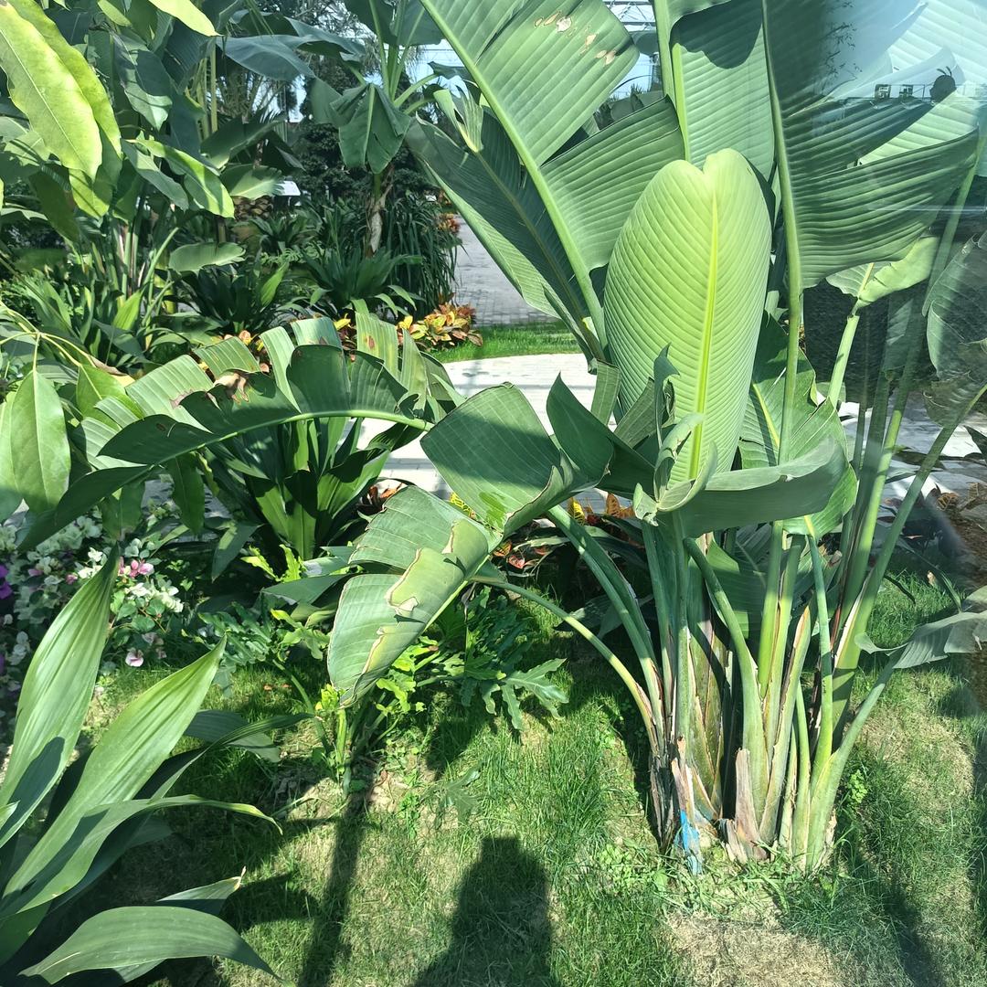 一往情深