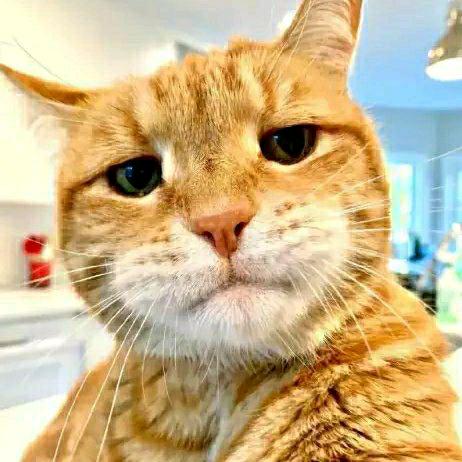 追不上时光的猫头像