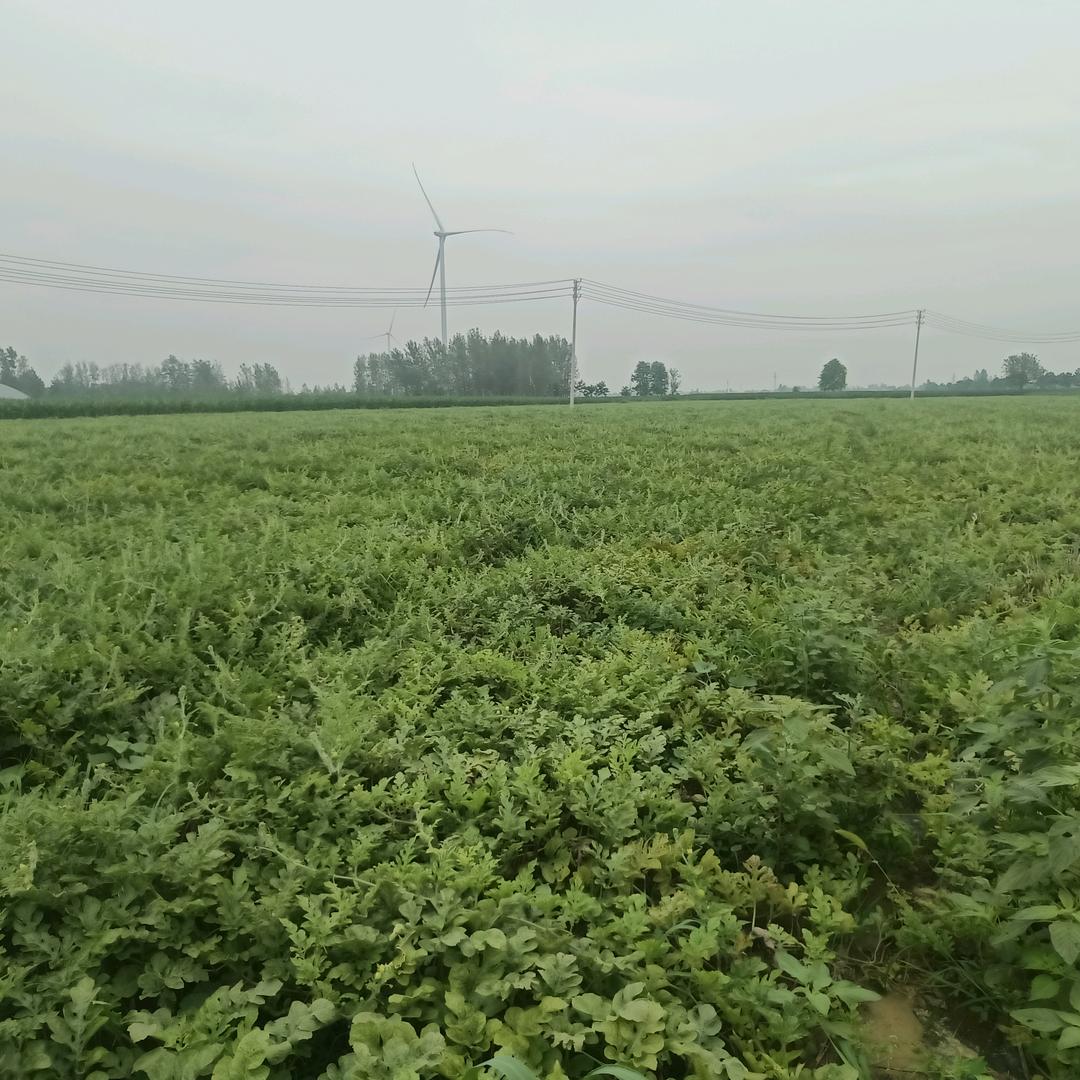 优质西瓜种植基地