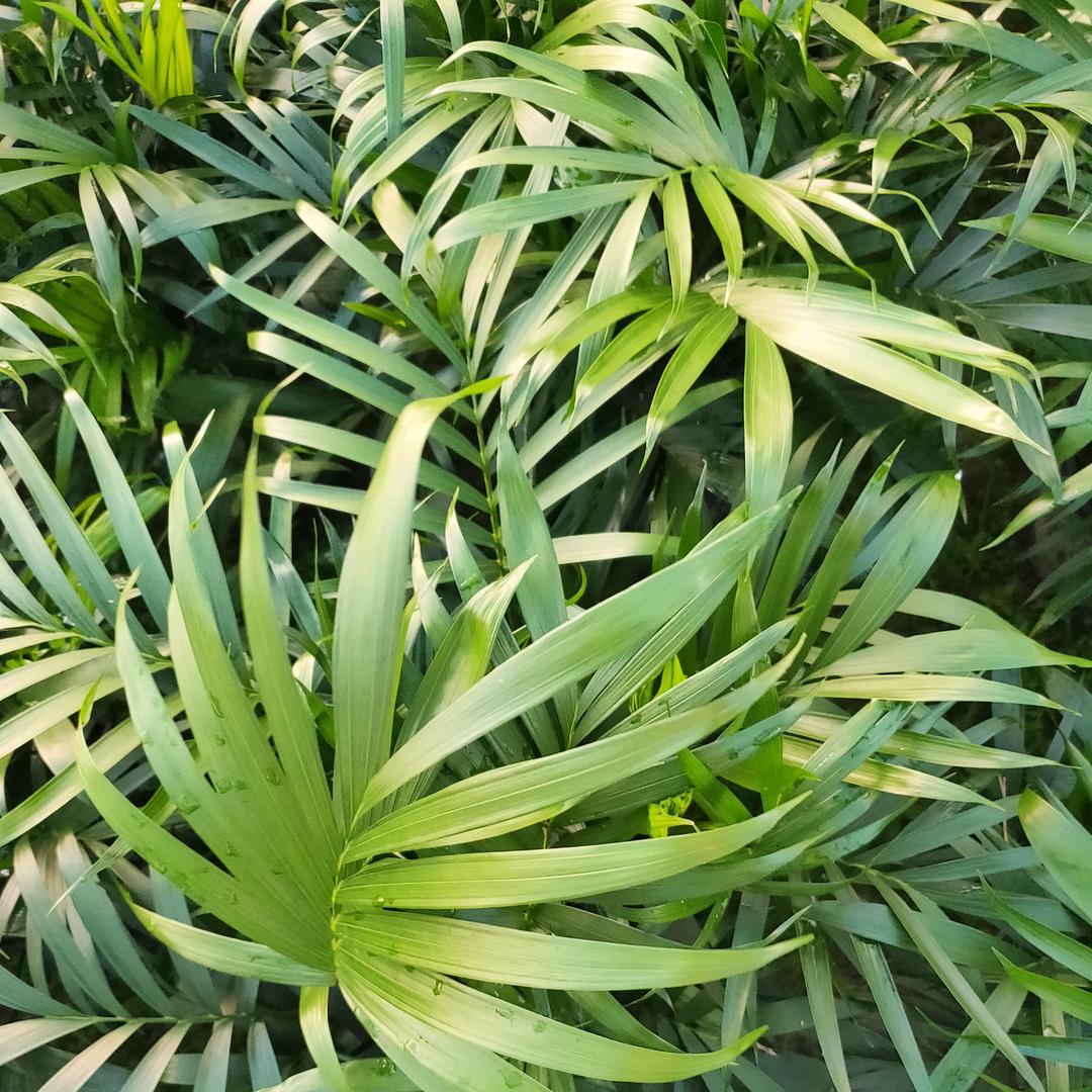 耀绿花卉基地