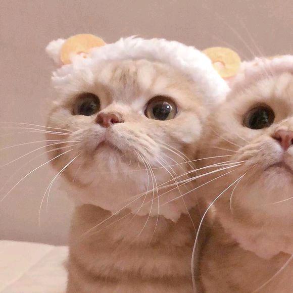 三国志战略版大灰灰