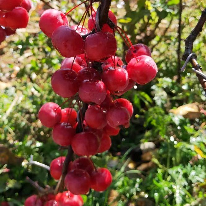 朝阳庭院花园设计