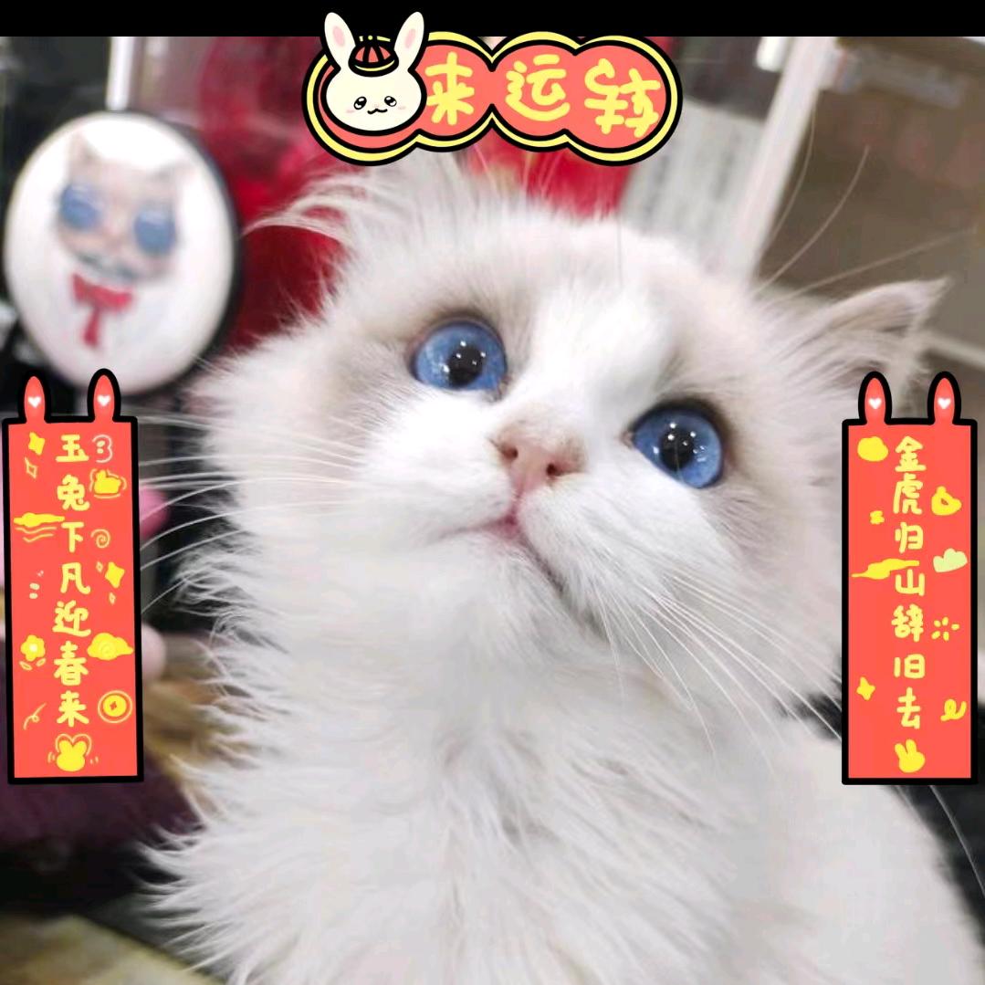 宜昌森淼宠物诊疗