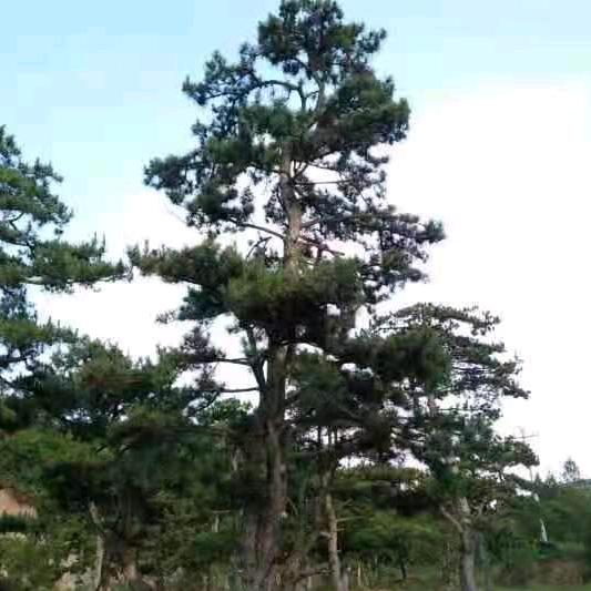 天津苗木优选
