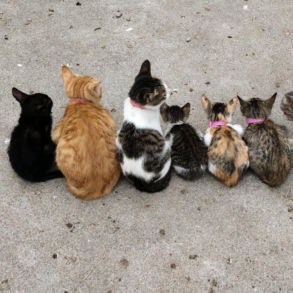 小熊熊养小猫咪