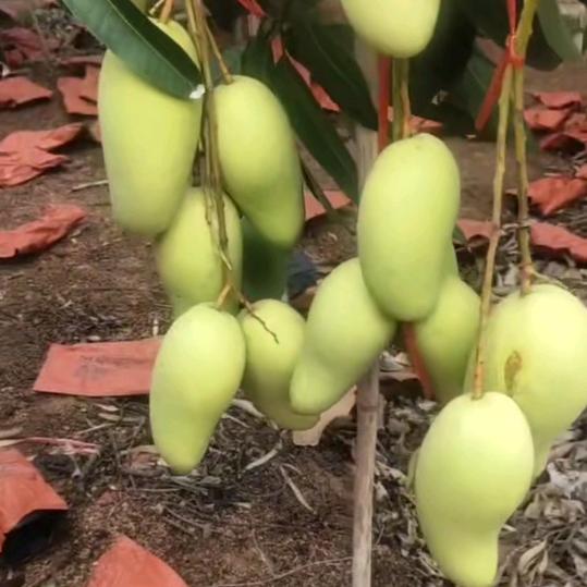 想你的时候问月亮🌙