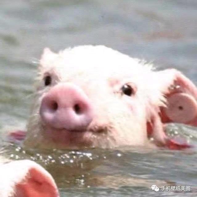 向钱冲