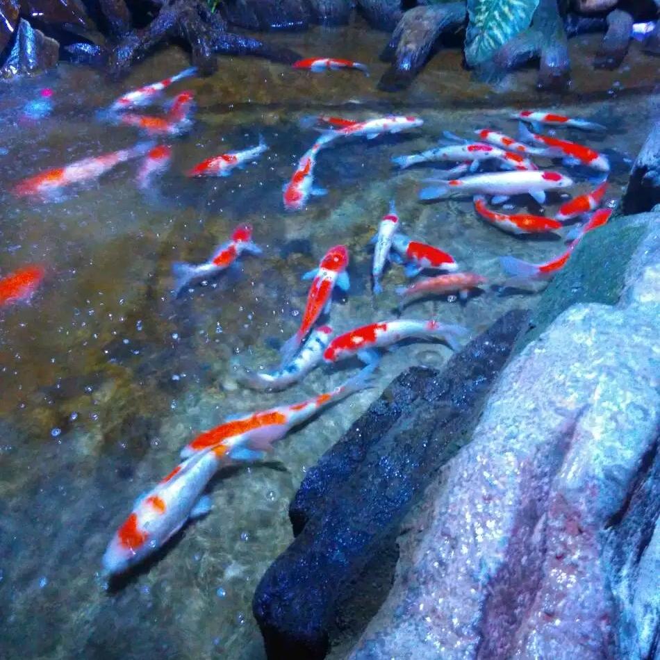 电厂、钢厂、焦化厂、玻璃厂脱硝催化剂回收