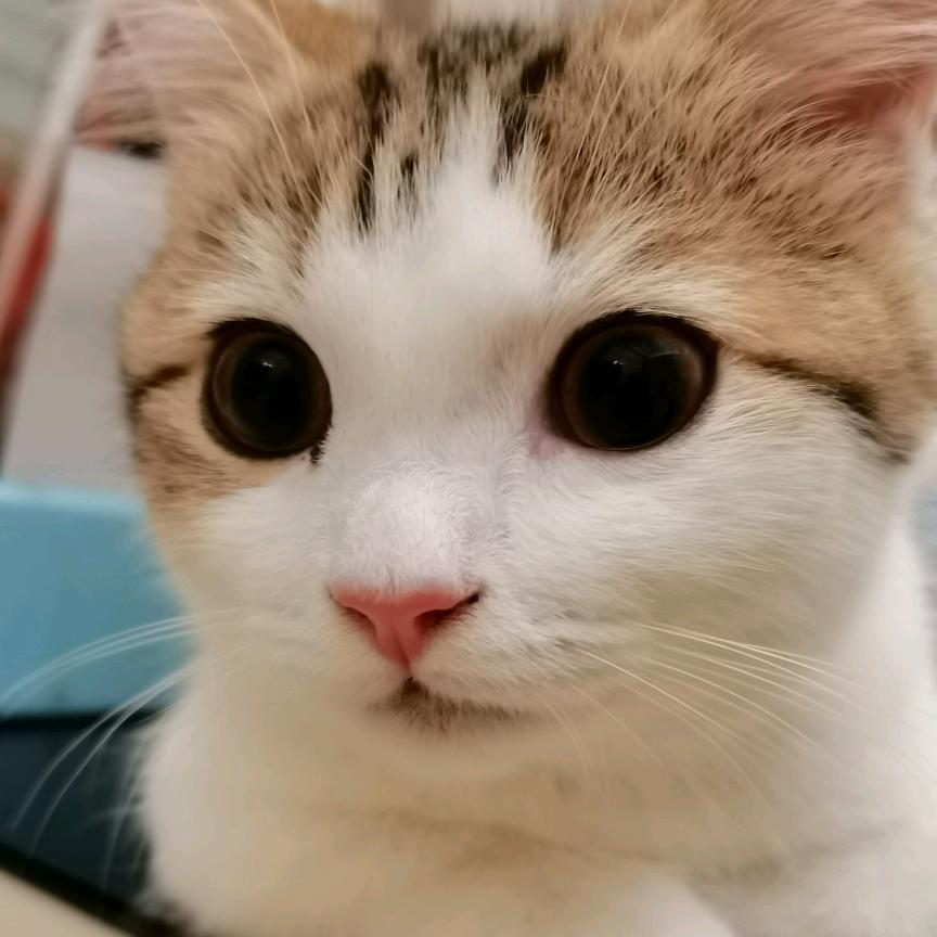 倩儿