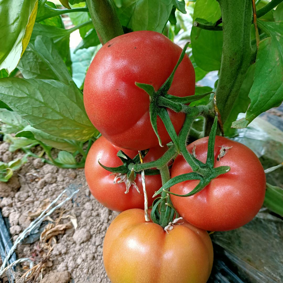 莲湖五队西红柿