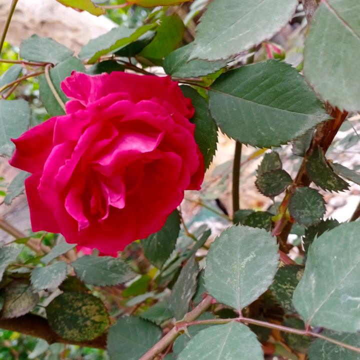 花好月圆💋💋