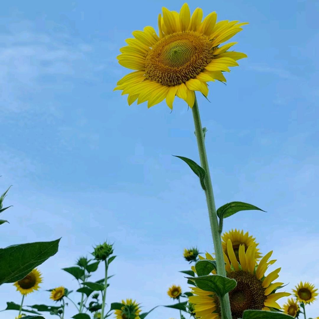 楣子