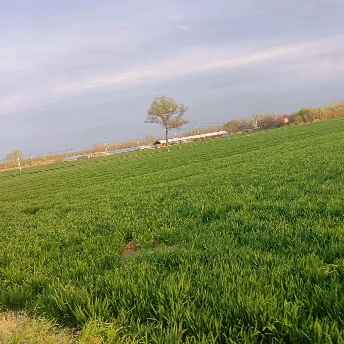 平安是福.