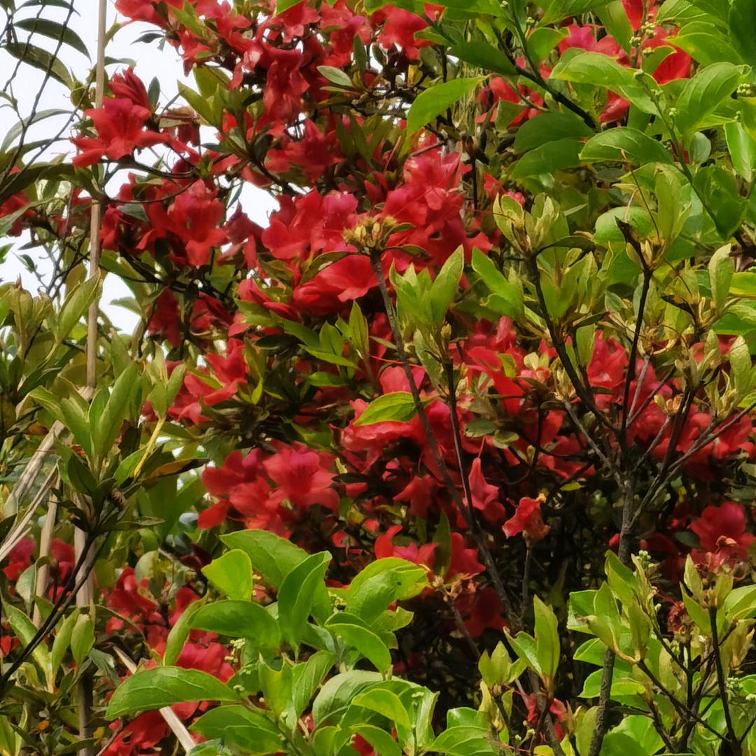 生活小棉袄