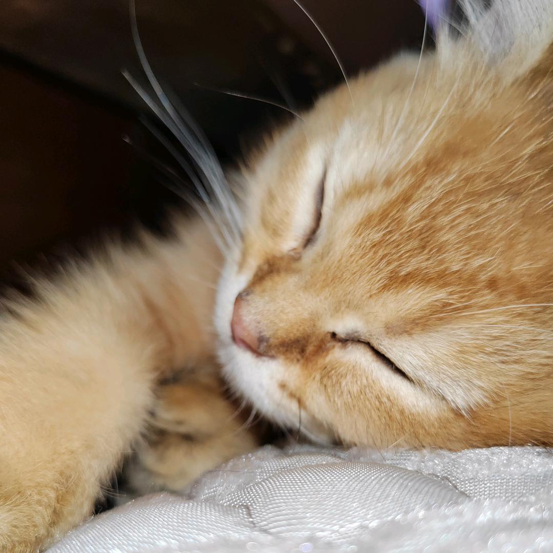 家有蓝短—豆豆