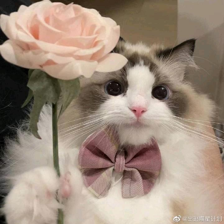 带刺的牛芬