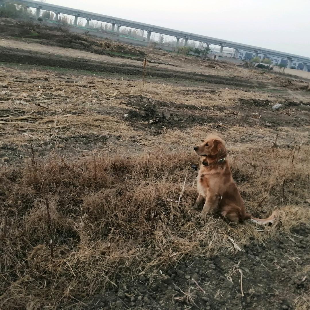 家和万事顺意