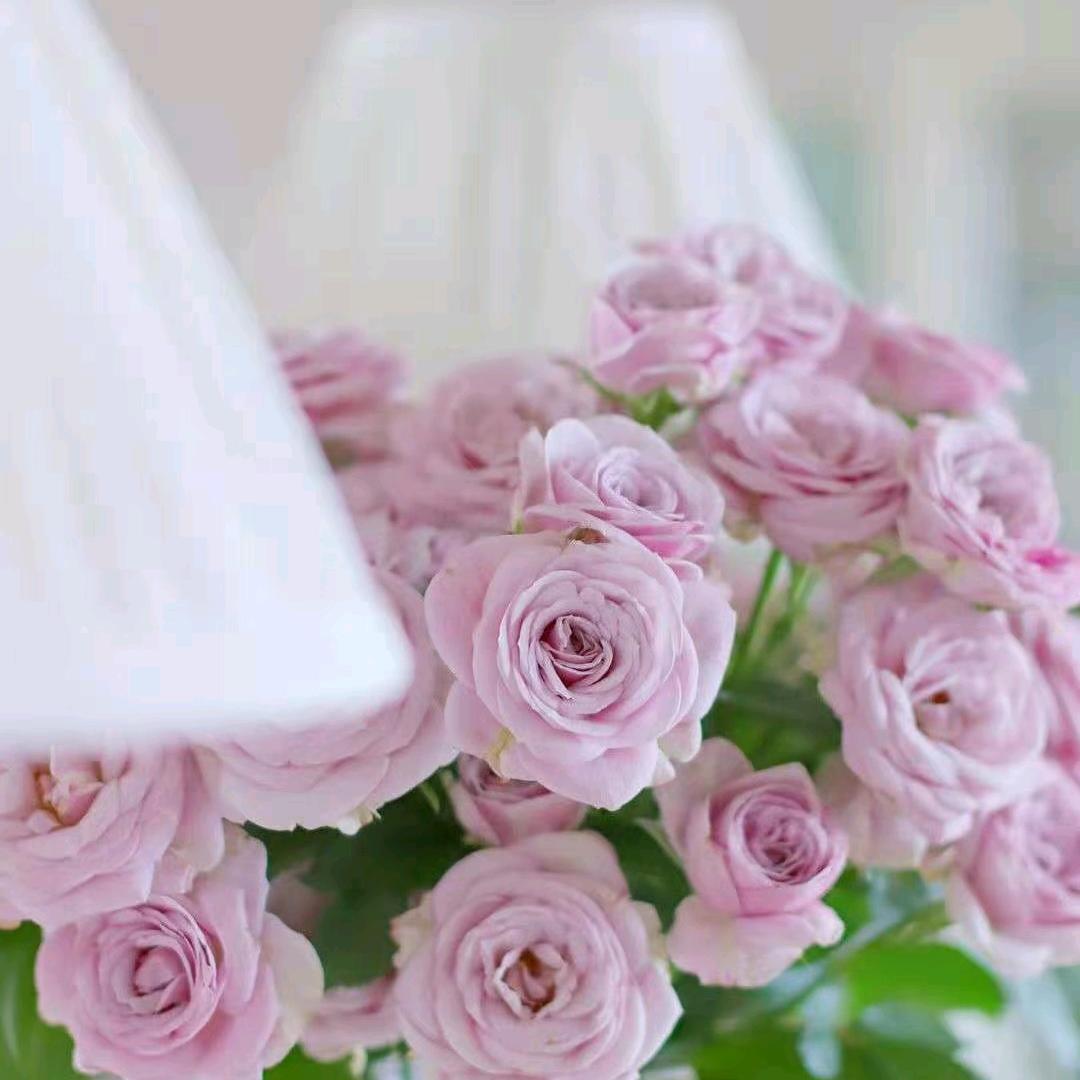 繁花满屋