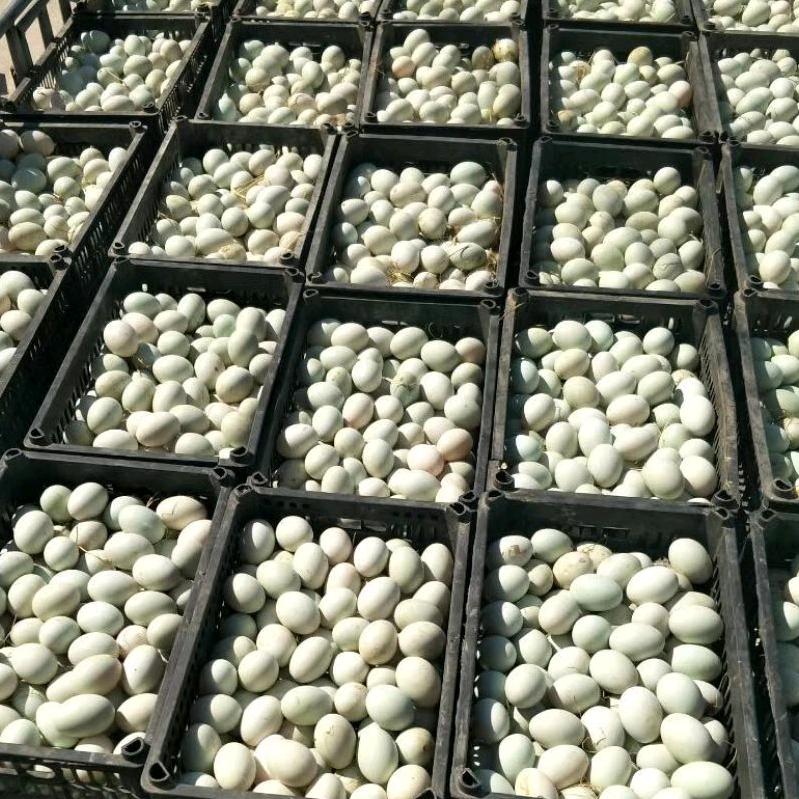 亳州市珍态养殖专业合作社