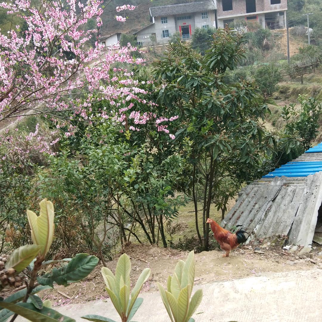 江西茶叶油茶苗基地