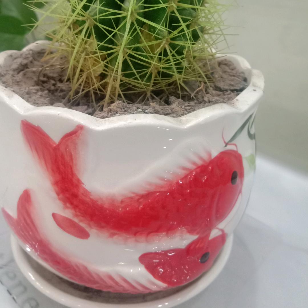 星光闪闪