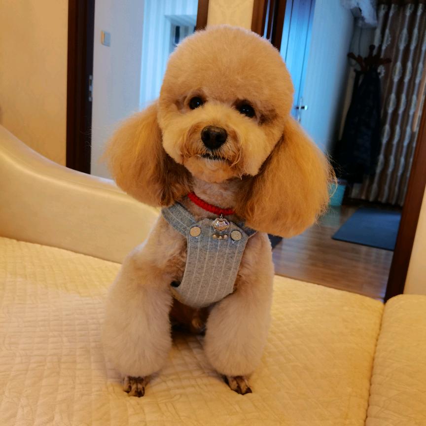 仔仔麻麻