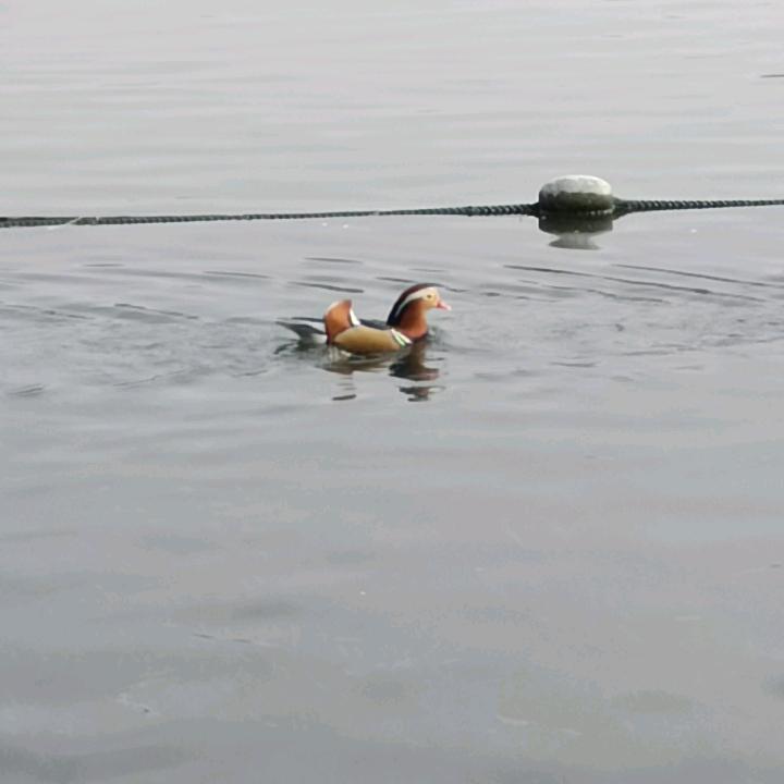 我喜欢你