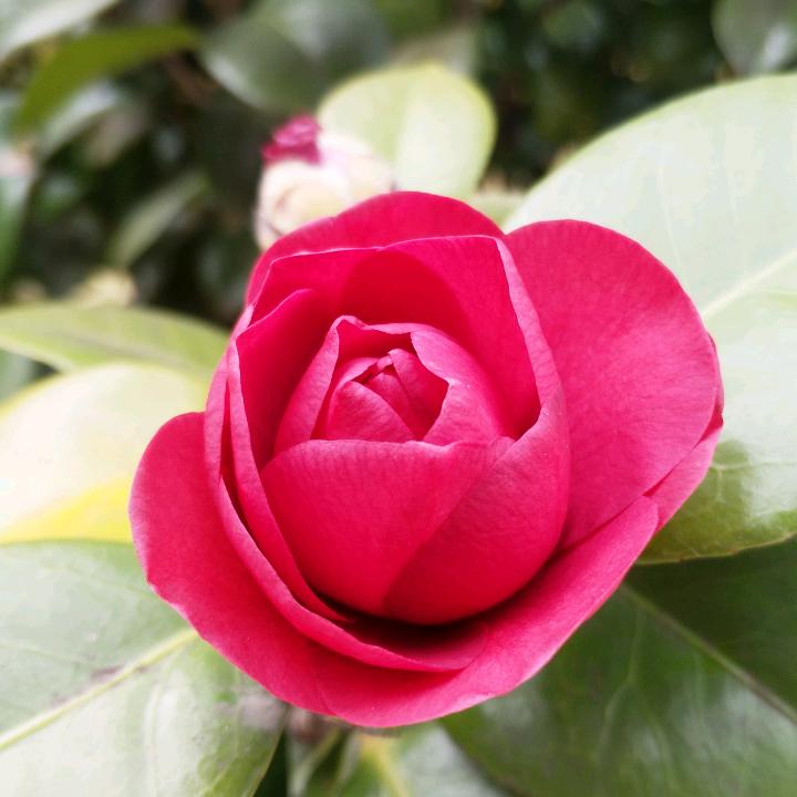 ღ᭄💞海棠🌸ℳ🍃