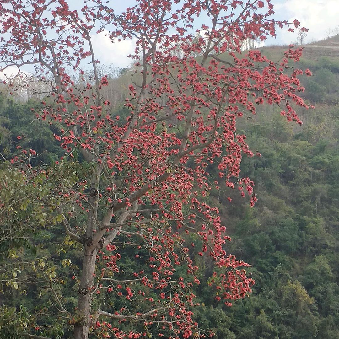 怒江万哥