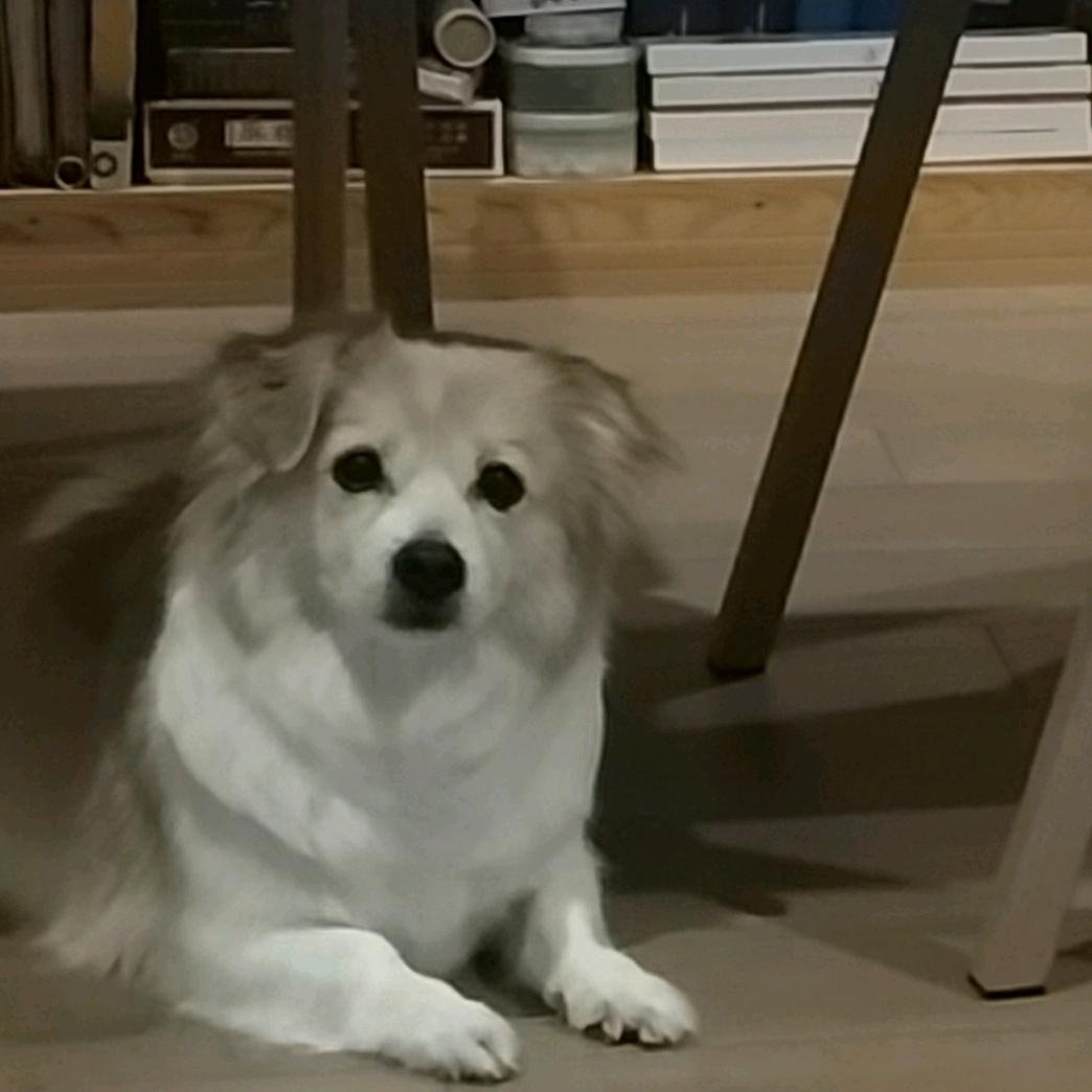碧水牡丹