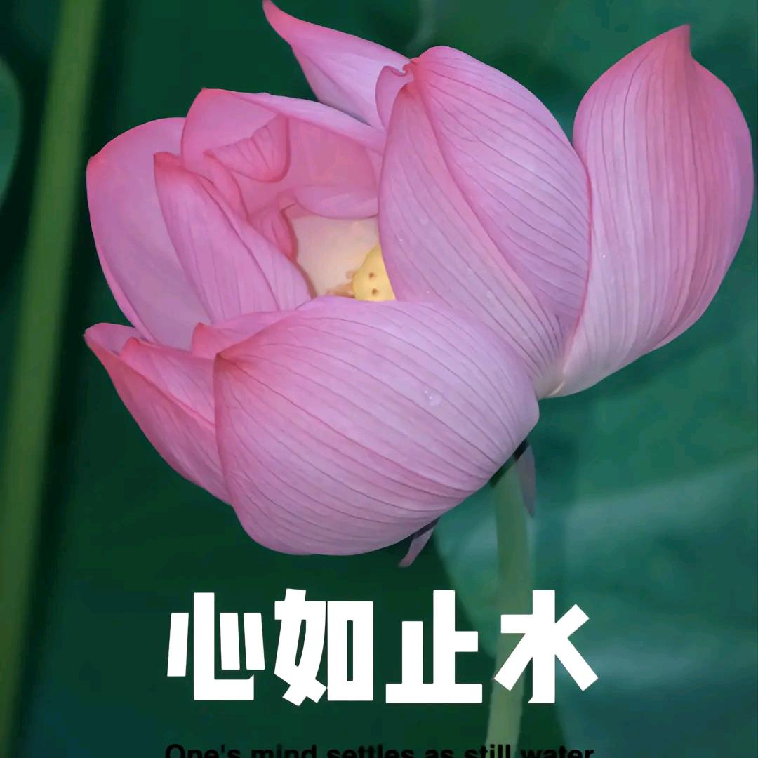 心如止水😈