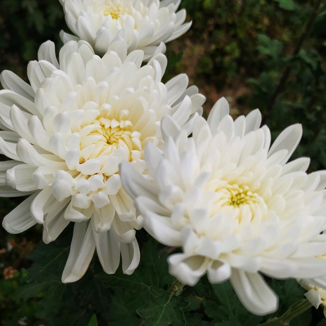 轩冉花卉基地