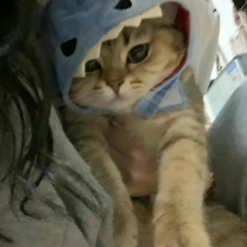 二十七