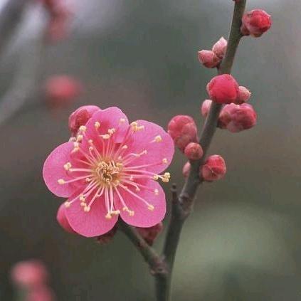 秋叶