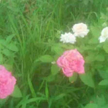 🍃欢欢🌺嘻嘻🍃😊😊