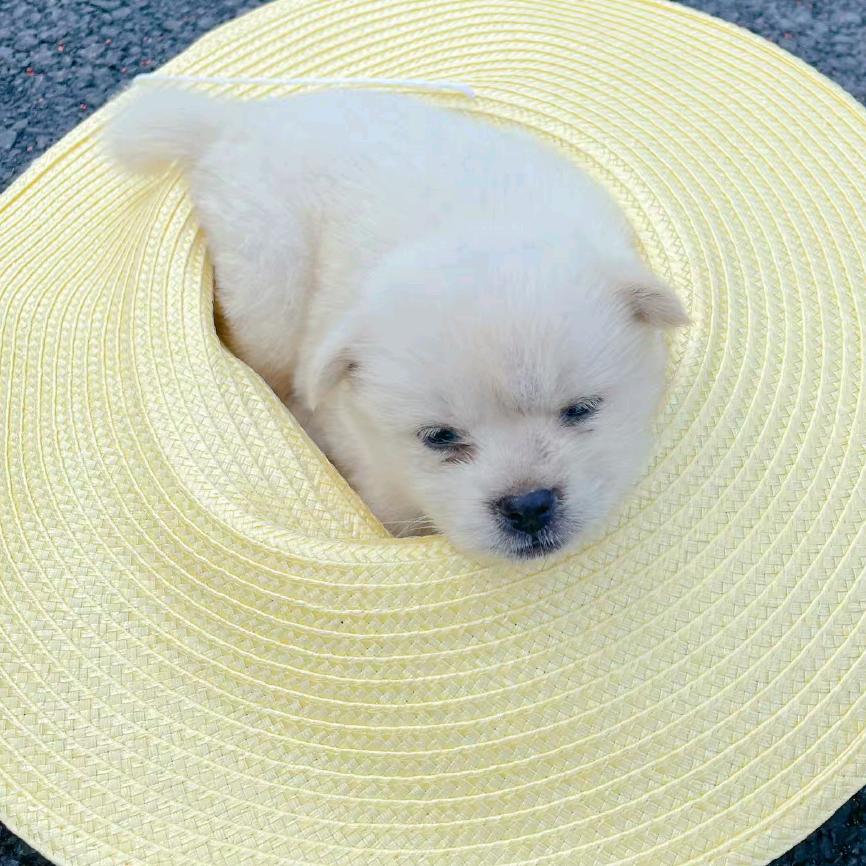 吃鱼小纵队队长